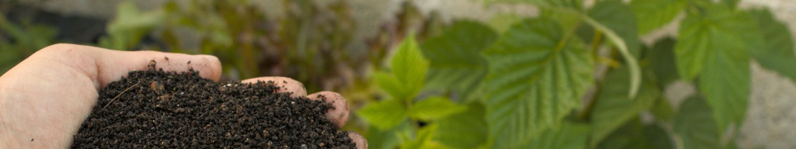Cultiver son jardin intérieur par l'élan de vie