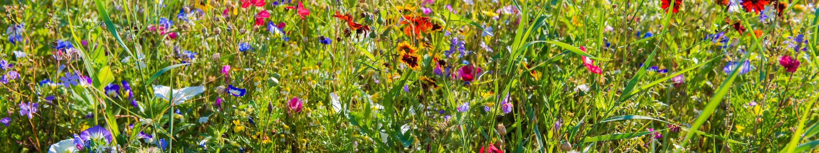 le foisonnement de la vie représentée par ces fleurs variées et colorées.